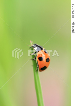 草原の天道虫 10497541