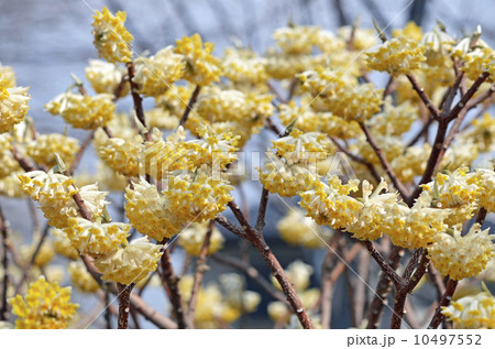 ミツマタ(三椏) ミツマタ(三椏) 10497552