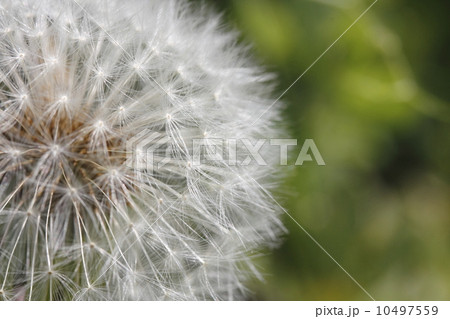 タンポポ 綿毛 タンポポ 綿毛 10497559