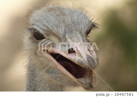 ダチョウ 10497581