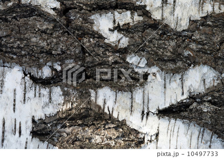 Birch bark. 10497733