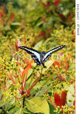 タブノキの花とアゲハチョウ タブノキの花とアゲハチョウ 10497848