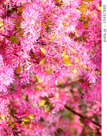 ベニバナトキワマンサク：紅花常盤満作 10497880