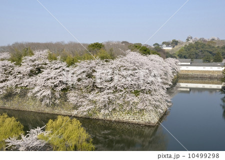 彦根城・中堀の桜 10499298