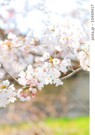 春の桜の木 春の桜の木 10499417