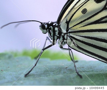 オオゴマダラ オオゴマダラ 10499445