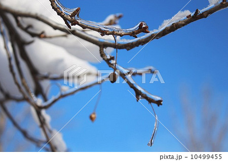 Ice-coated branch Ice-coated branch 10499455