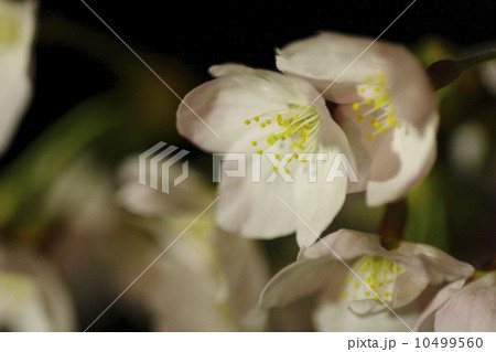 夜桜 10499560
