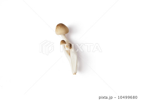 しめじ 10499680