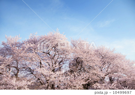 桜の花 桜の花 10499697