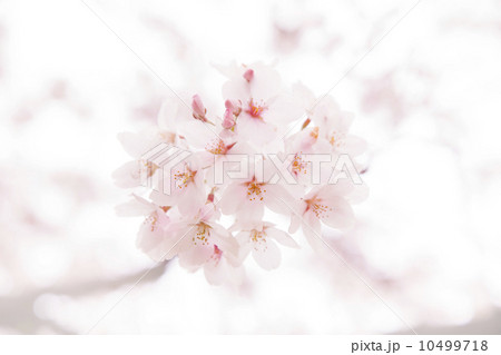 桜の花 10499718
