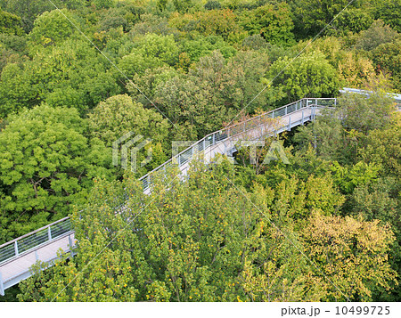 世界遺産 ドイツ 古代ブナ林群 ハイニッヒ国立公園 バウムクローネンプファート 世界遺産 ドイツ 古代ブナ林群 ハイニッヒ国立公園 バウムクローネンプファート 10499725