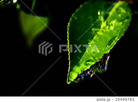 水に濡れる葉 水に濡れる葉 10499765