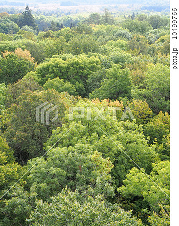 世界遺産 ドイツ 古代ブナ林群 ハイニッヒ国立公園 世界遺産 ドイツ 古代ブナ林群 ハイニッヒ国立公園 10499766