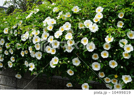 4月花　ナニワイバラ・バラ科13満開 10499819
