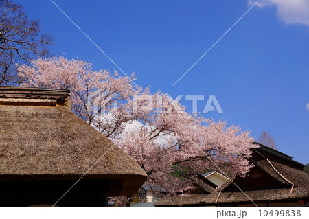 4月花 ソメイヨシノ・バラ科250桜・忍野八海 4月花 ソメイヨシノ・バラ科250桜・忍野八海 10499838