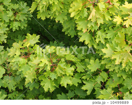 ノルウェーカエデ ノルウェーカエデ 10499889