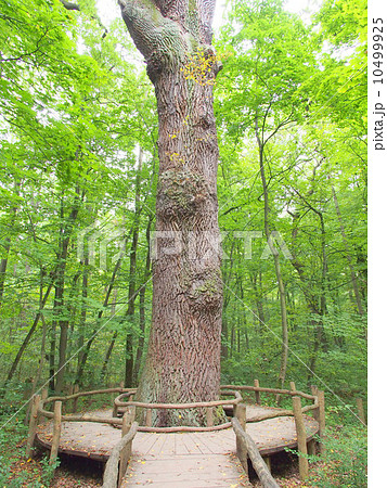 世界遺産　ドイツ　古代ブナ林群　ブナの大木 10499925