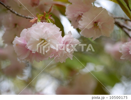 ヤマザクラ ヤマザクラ 10500175