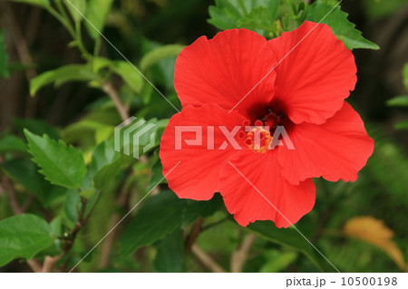 ハイビスカス 10500198