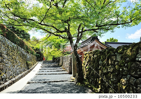 新緑の参道 新緑の参道 10500233