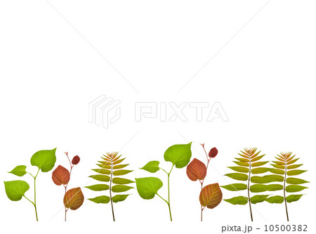 植物のフレーム 10500382