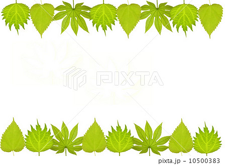 若葉のフレーム 10500383