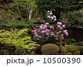 宝泉院の鶴亀庭園 10500390