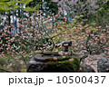 宝泉院の蹲 10500437
