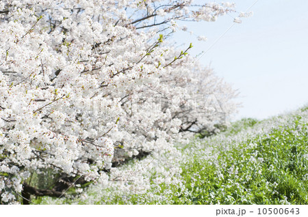 多摩川の桜 10500643