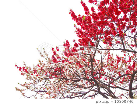 すももの花 10500746