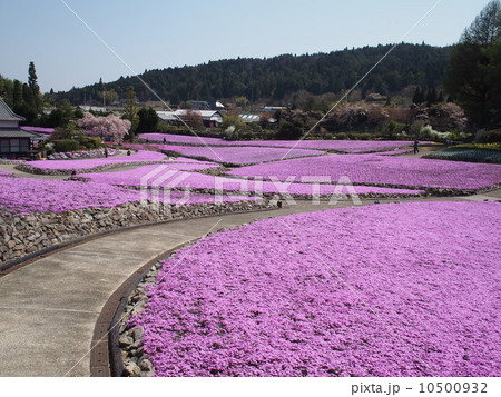 花のじゅうたん 10500932