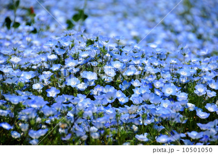 モネフィラの花畑 10501050