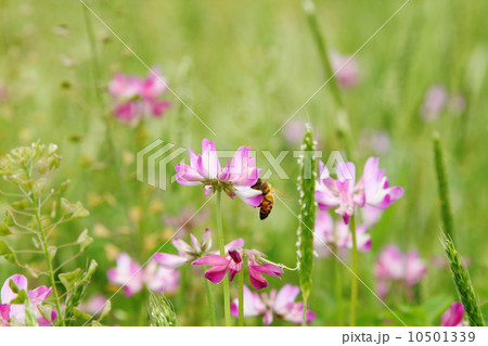 はたらきばち 10501339