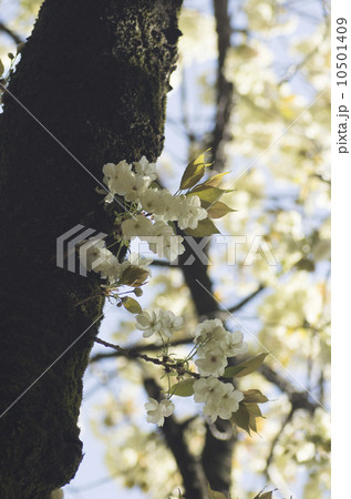 ウコンザクラ 10501409