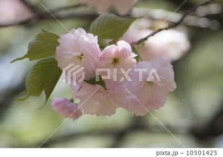 サクラ「一葉」 サクラ「一葉」 10501425