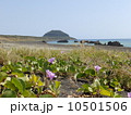 沈船からの摺鉢山（硫黄島） 10501506