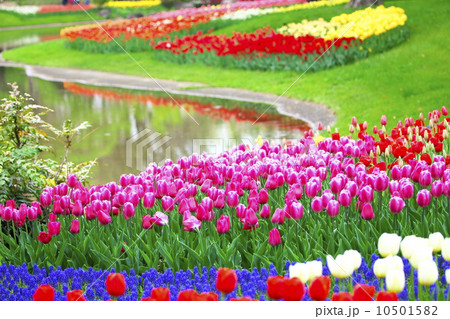 チューリップ 10501582