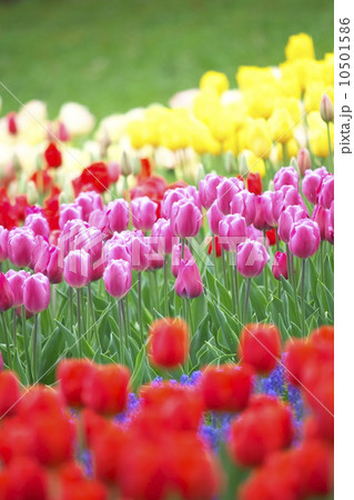 チューリップ 10501586