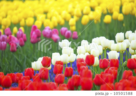 チューリップ 10501588