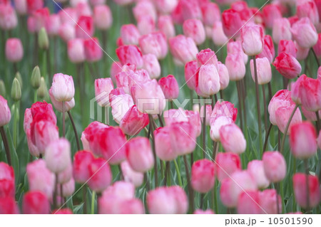 チューリップ 10501590