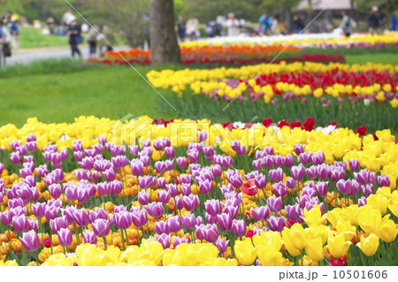 チューリップ 10501606