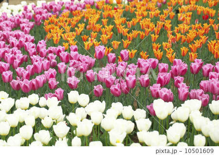 チューリップ 10501609