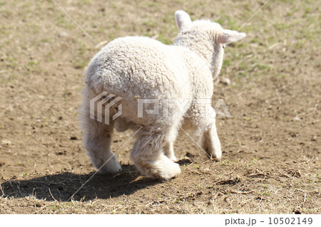 羊 10502149