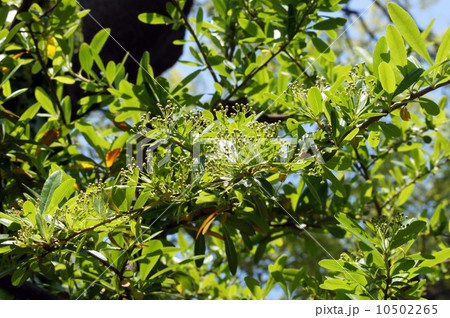 ピラカンサのつぼみ 10502265