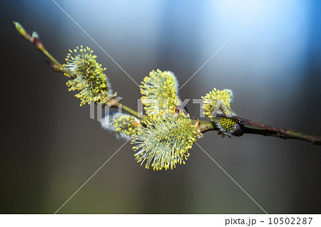 Yellow willow flowers on the branch in spring forest. Macro phot Yellow willow flowers on the branch in spring forest. Macro phot 10502287