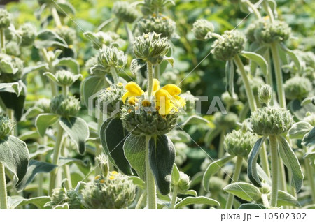 咲き始めた“エルサレムセージ” 10502302