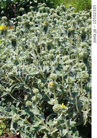 咲き始めた“エルサレムセージ” 10502305