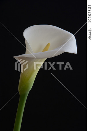 オランダカイウ オランダカイウ 10502385