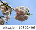 八重桜 10502496
